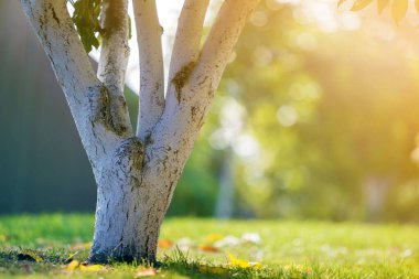 Bulanık yeşil fotokopi arkaplanda, güneşli meyve bahçesinde yetişen beyaz ağaç kabuğu..