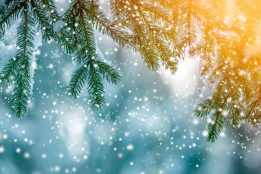 Yeşil iğneli çam ağacı dalları açık havada bulanık mavi alanda derin ve temiz kar ile kaplıdır. Mutlu Noeller ve mutlu yıllar kartpostallar. Yumuşak ışık efekti.
