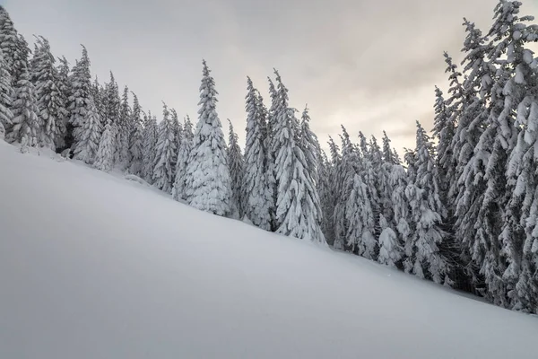 Linda Paisagem Montanha Inverno Árvores Abeto Alto Cobertas Neve Floresta — Fotografia de Stock