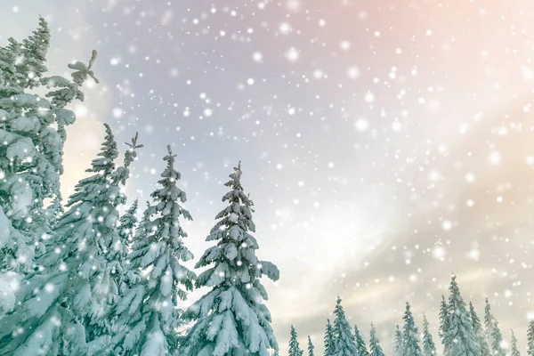 Beautiful Winter Mountain Landscape Tall Spruce Trees Covered Snow Winter — Stock Photo, Image