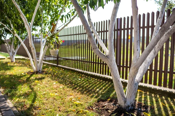 Corteza Blanqueada Árboles Frutales Que Crecen Soleado Jardín Del Huerto — Foto de Stock