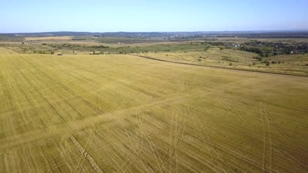 夏の終わりに収穫された黄色の農業コムギ畑の空中ビュー — ストック動画