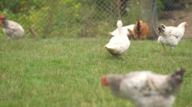 Evcil tavuk yeşil çimlerde yürüyor kırsal eko çiftliğiyle besleniyor.