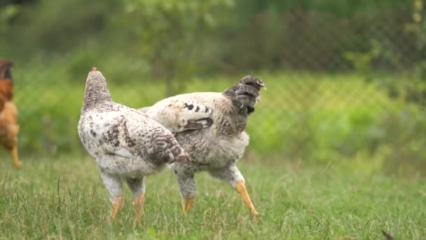 Binnenlandse Kip Die Groen Gras Loopt Zich Voedt Een Landelijke — Stockvideo