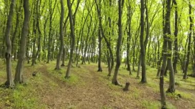 Yoğun yeşil yaz ormanı. Uzun ağaçlar ve sabah güneşi var..