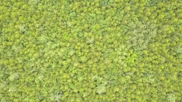 Vista Aerea Dall Alto Verso Basso Della Foresta Verde Estiva — Video Stock