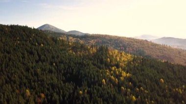 Uçan sonbahar manzarası sonsuz yeşil çam ağaçları ve uzaklıktaki magneztik dağları olan sarı sonbahar ormanı..