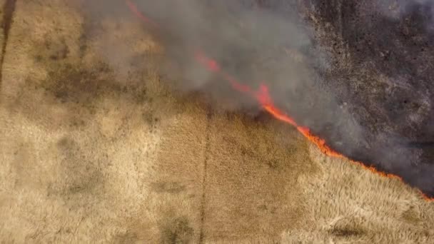 オレンジ色の炎と煙の高い列に火の上に設定された乾燥した草を持つフィールドの空中写真 — ストック動画