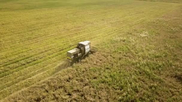 Widok Lotu Ptaka Kombajn Zbożowy Zbierający Duże Dojrzałe Pole Pszenicy — Wideo stockowe