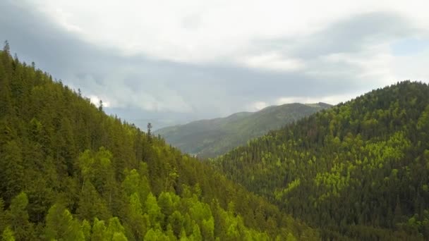 夏日多云的高山上覆盖着绿色云杉林的空中景观 — 图库视频影像