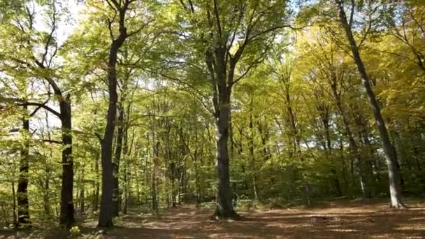 Parlak Turuncu Sarı Yapraklı Sonbahar Ormanı Güneşli Sonbahar Havasında Sık — Stok video