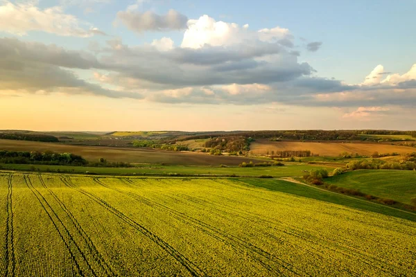 Napnyugtakor Repcemagot Termesztő Élénk Zöld Mezőgazdasági Gazdaságok Légi Kilátása — Stock Fotó