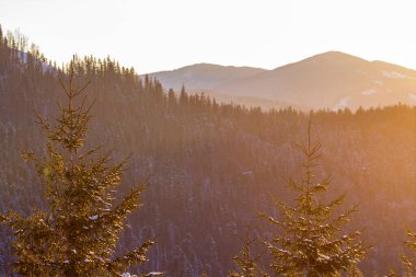 Gün batımında ormandaki çam ağaçlarının tepesinde..