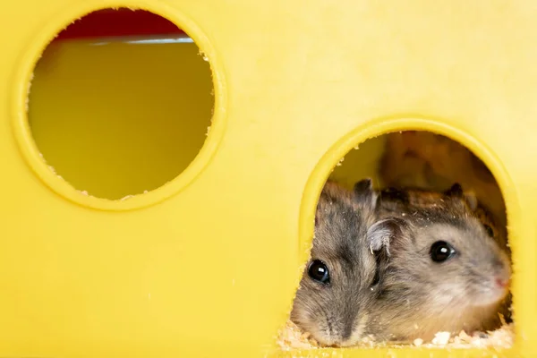Pequenos Ratos Hamster Jungar Cinza Gaiola Amarela — Fotografia de Stock