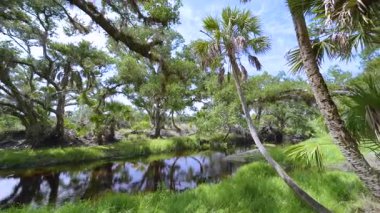 Güzel tropikal doğa. Yeşil palmiye ağaçları ile Florida 'nın güneyindeki vahşi bitki örtüsü arasında küçük bir nehir bulunan orman yağmur ormanları. Yoğun yağmur ormanları ekosistemi.