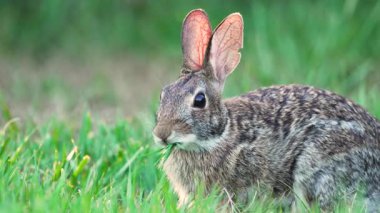 Küçük gri tavşan Florida 'nın arka bahçesinde ot yiyor. Vahşi tavşan doğada.