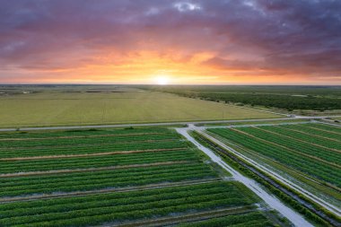 Yaz mevsiminde ekinlerin büyüdüğü yeşil tarlaların havadan görünüşü. Tarım ve tarım endüstrisi.