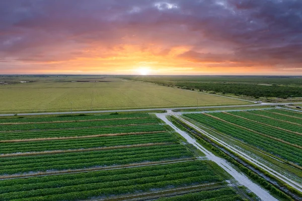Yaz mevsiminde ekinlerin büyüdüğü yeşil tarlaların havadan görünüşü. Tarım ve tarım endüstrisi.