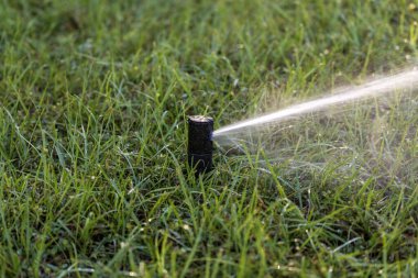 Çimleri korumak için su fıskiyeli otomatik sulama sistemi.
