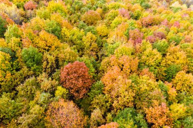 Sonbahar mevsiminde renkli yemyeşil bir orman. Sonbahar ormanlarındaki ağaç gölgelikleri. Sonbahar vahşi doğasının manzarası.