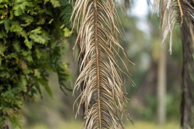 Florida 'nın arka bahçesinde kurumuş dalları olan ölü palmiye ağaçları. Ağaç kaldırma kavramı.