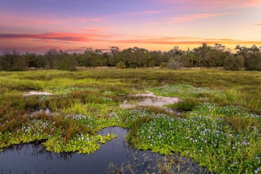 Florida sulak arazisi doğası. Güney Amerika 'da tropikal bitki örtüsü.