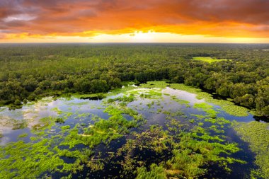 Yeşil yabani bitki örtüsü arasında suyu olan Florida sulak alanları. Günbatımında tropik ekosistem.