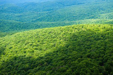 Kuzey Carolina Appalachian dağlarındaki yeşil orman, ABD. Yaz mevsiminde Amerikan doğası.