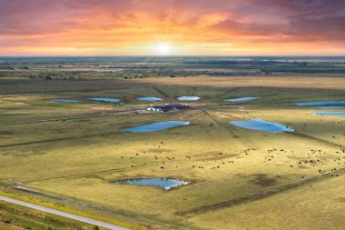 Süt inekleri endüstriyel çiftlikteki çim otlaklarında otluyor. Organik süt ürünleri üretimi. Çiftlik arazilerinde sığır beslemek.