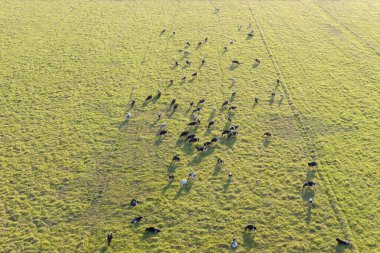 Yeşil çiftlik otlaklarında otlayan süt inekleri. Organik süt ürünleri üretimi. Çiftlik arazilerinde sığır beslemek.