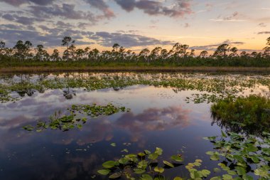 Güney tropikal sularda yüzen nilüferlerle birlikte orman gölü suyunun üzerinde gün batımı. İnanılmaz Florida doğası..