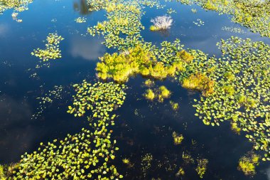 Güneşli bir günde Florida Ormanı Gölü doğası. Sulak arazi bataklığı. Suyun üzerinde süzülen nilüfer yaprağı bitkisi..