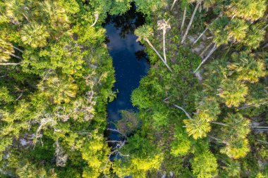 Florida 'nın sulak arazisi yukarıdan. Güney Amerika 'da palmiye ağaçları ve tropikal bitki örtüsü olan ormanlar.