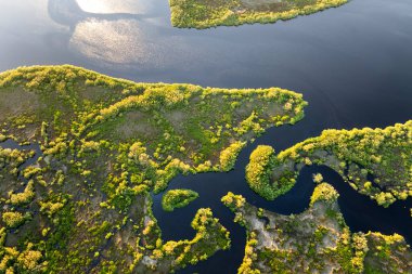 Güney Florida, ABD 'de sulak nehir ve yeşil bataklık ile subtropikal yabani bitki örtüsü. Bataklık Ekosistemi.