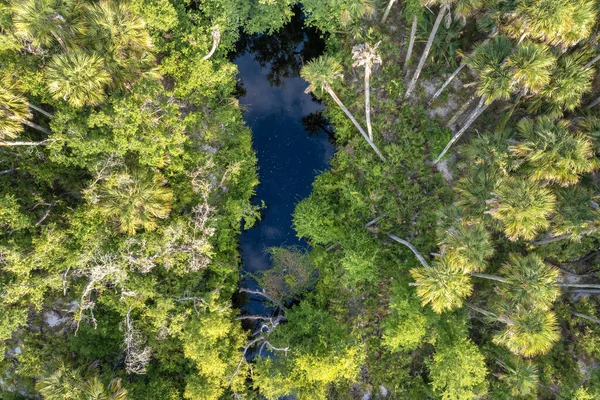 Florida 'nın sulak arazisi yukarıdan. Güney Amerika 'da palmiye ağaçları ve tropikal bitki örtüsü olan ormanlar.