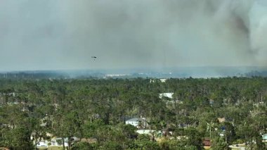 Florida orman ormanlarında şiddetli yangın söndüren acil servis helikopteri. Polis helikopteri ormanda alevleri söndürmeye çalışıyor. Zehirli duman kirletici atmosfer.