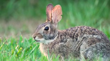 Küçük gri tavşan Florida 'nın arka bahçesinde ot yiyor. Vahşi tavşan doğada.