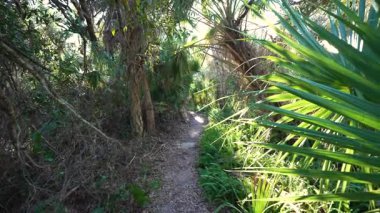 Güney Florida yağmur ormanlarının derinliklerinde manzaralı yürüyüş yolu. Vahşi bitki örtüsü ve uzun palmiyelerle dolu yoğun bir orman sakin bir atmosfer yaratır..