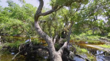 Güney Florida, ABD 'de sulak nehir ve yeşil palmiye ağaçları ile subtropikal ormanlar vahşi bitki örtüsü. Yoğun yağmur ormanları ekosistemi.