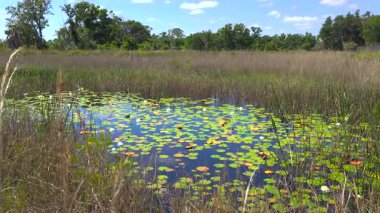 Güney bataklıktaki tropik orman gölü bitkisi. Florida sulak arazisinin güneşli manzarası.
