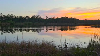 Florida akşam doğası. Günbatımında nilüfer yapraklı sulak göl bitkisi.