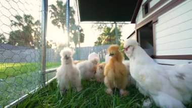 Mutlu ipek civcivler özgürce tavuk kümesinde büyür. Küçük arka bahçedeki çiftlikte evcil tavuk.