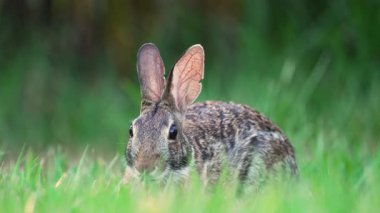 Vahşi tavşan doğada. Küçük gri tavşan Florida arka bahçesinde ot yiyor..