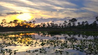 İnanılmaz Florida doğası. Güney tropik sulak alanlarda orman gölü üzerinde gün batımı.