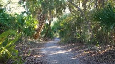 Florida orman yağmur ormanlarında yeşil palmiye ağaçları ve vahşi bitki örtüsüyle yürüyüş yapmak. Yoğun tropikal orman ekosistemi.