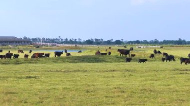 Süt inekleri çiftlik binasının yakınındaki yeşil çayırlarda otluyor. Organik süt ürünleri üretimi. Çiftlik arazilerinde sığır beslemek.