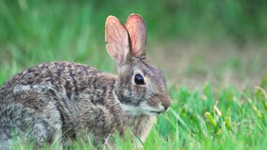 Vahşi tavşan doğada. Küçük gri tavşan Florida arka bahçesinde ot yiyor..