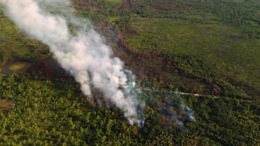 Florida ormanlarında kontrollü yanık reçetesi var. Alçak alevler kuru çalıları ve dumanı tüketiyor. Ağaçların üzerinde durmadan sürükleniyor..