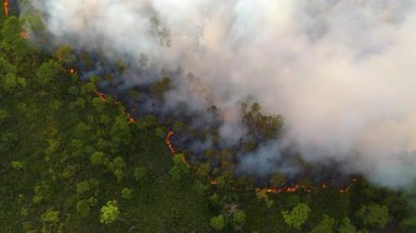 Kurak mevsim bitkileri Florida ormanlarını tutuşturuyor. Yoğun ormanlarda ve zehirli dumanlarda kontrolsüz alevler yükseliyor.