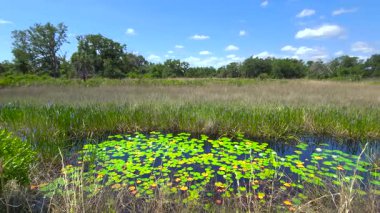Güney tropikal sularda süzülen nilüfer yapraklı orman gölü suyu. İnanılmaz Florida doğası..